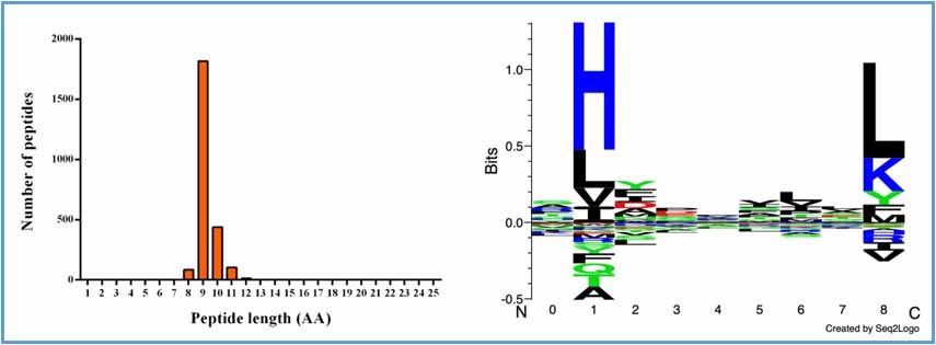 對(duì)所有帶有突變的肽段進(jìn)行標(biāo)注，并預(yù)測(cè)這些肽段是否會(huì)結(jié)合MHC I。
分析報(bào)告中的部分內(nèi)容如圖所示：
左圖為與MHC I結(jié)合的肽段的長度分布圖，右圖為這些肽段所擁有的序列特征（motif），這些結(jié)果與文獻(xiàn)中發(fā)表的結(jié)論一致。上述結(jié)果均來自于我們公司獨(dú)立產(chǎn)生的數(shù)據(jù)。